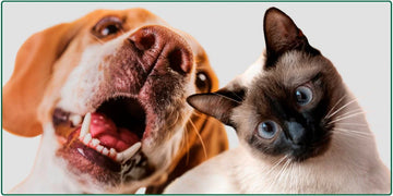 Pets