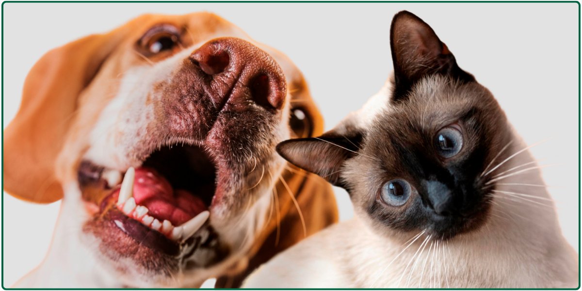 Pets