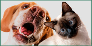 Pets