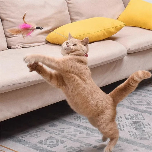 Laço Interativo para Gatos